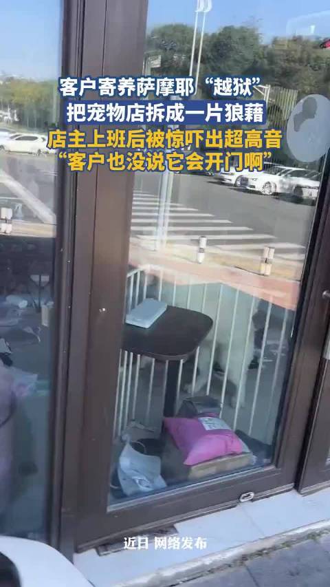 客户寄养萨摩耶“越狱”把宠物店拆成一片狼藉