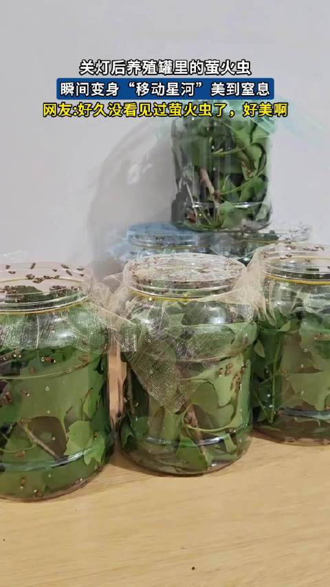 萤火虫封神名场面！关灯变身星河，网友：好久没见这般惊艳！