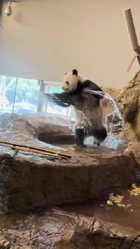 星秋玩水好开心呀，化身功夫熊猫！