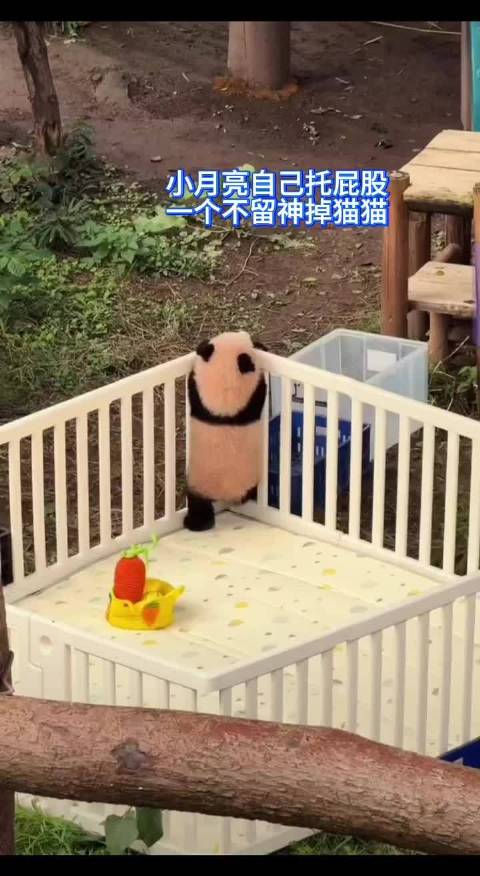 小月亮越狱失败萌态百出，流金岁月台词引生活感悟