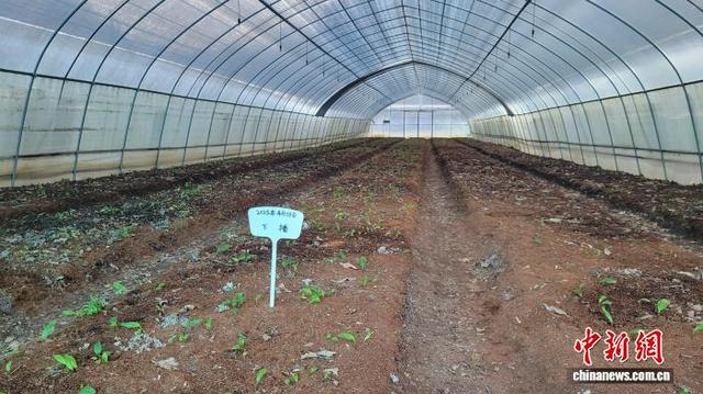 初冬时节，山慈菇种苗繁育基地一景。 吴西檬 摄