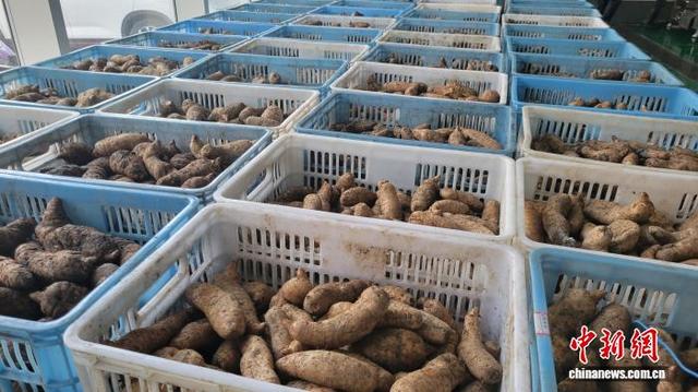 图为产自略阳的天麻。 吴西檬 摄