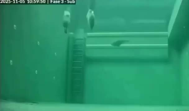 海豹海底沉睡30分钟全程视频曝光