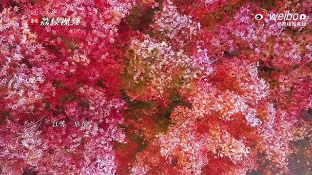 霜重色愈浓！江苏启东霜染枫叶斑斓如画