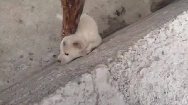 宠物狗屡次越狱终被当场抓获