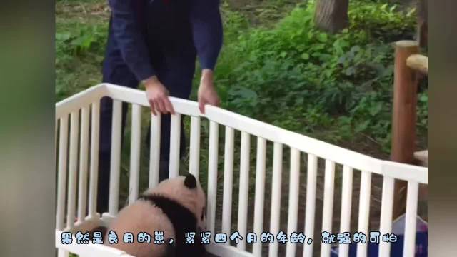 熊猫良月崽四个月会下班越狱爬树，聪明乖巧惹人爱