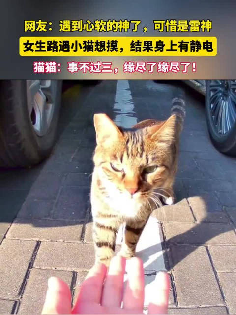 女生路遇小猫想摸，结果身上有静电！网友：遇到心软的神了，可惜是雷神