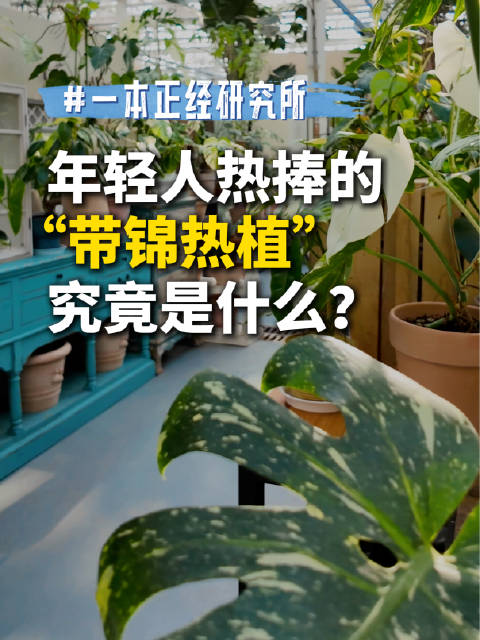 一本正经研究所 ｜带锦热植成年轻人新宠！