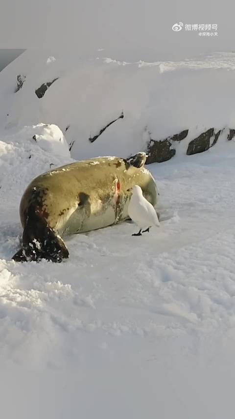 海豹：你个禽兽不如！