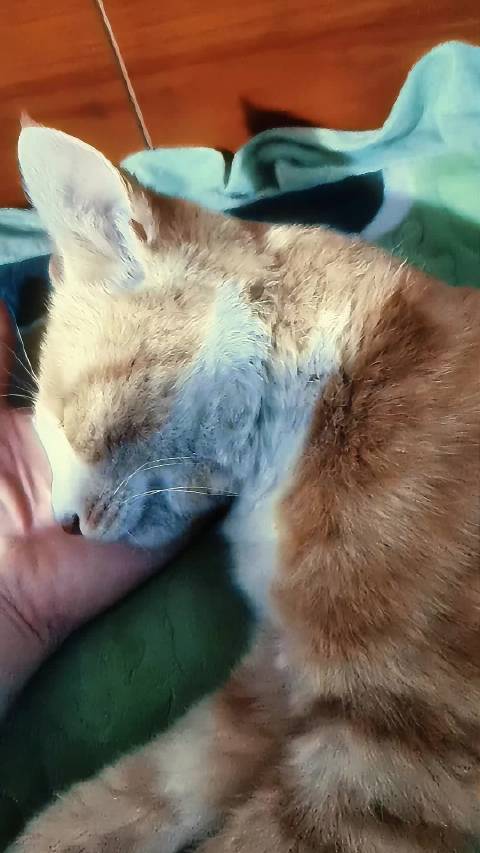 睡得可真实，潘洛斯你看看我那睡神咪