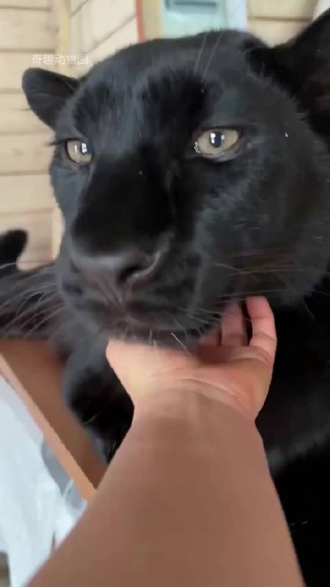 黑豹实为花豹变异版，温顺呆萌却是顶级猎手