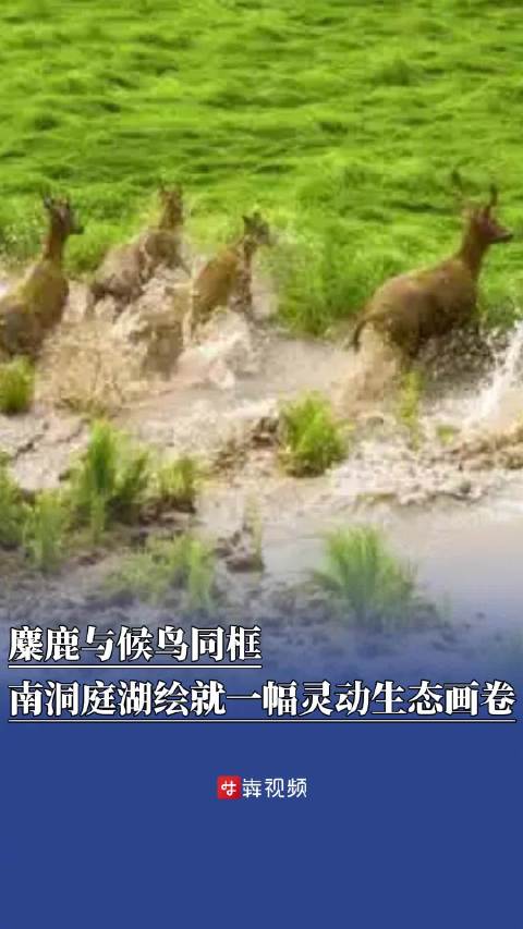 南洞庭湖陈家湖成麋鹿鸿雁栖息地，22头海归麋鹿重归故里