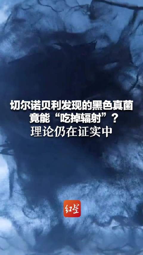 切尔诺贝利神秘真菌或能吃掉辐射 若被证实，或成未来宇航员的“生物护盾”