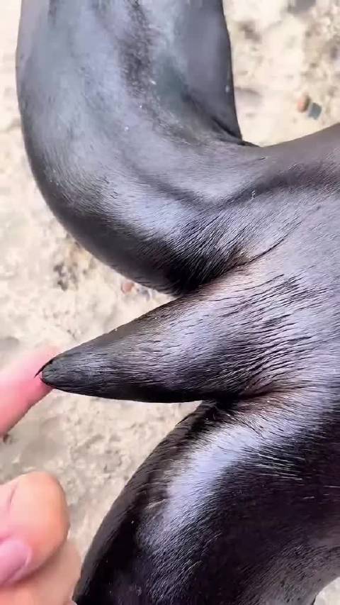 以防你没摸过海狮的小尾巴( ﾟπ，)