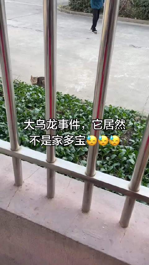 伪装者混入家门不惧大狗赖着不走