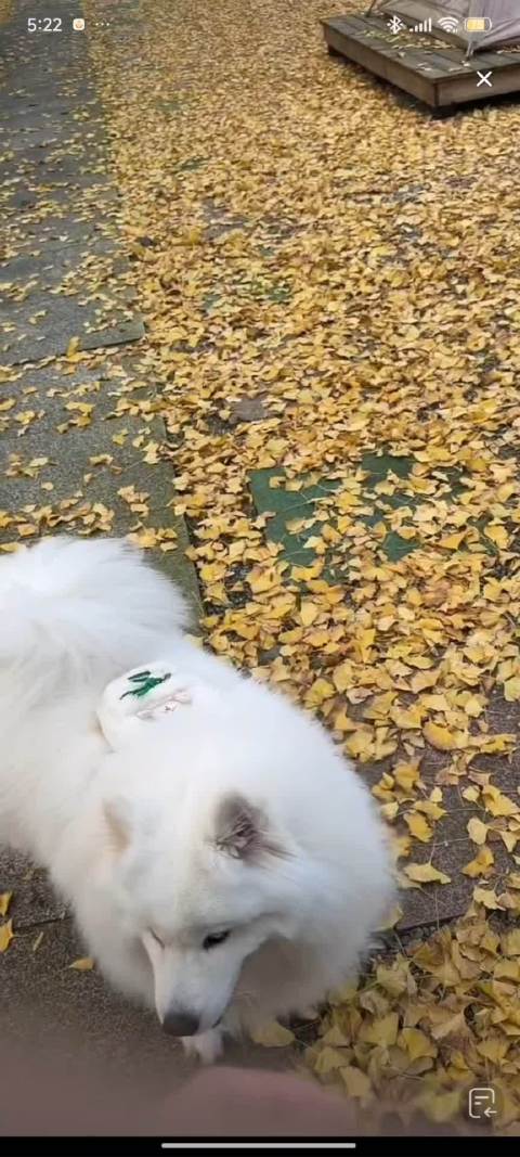 多肉跑车 助播又欺负我们肉肉