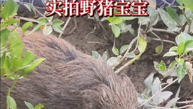 深圳福田红树林现野猪宝宝，记者近距离记录罕见画面