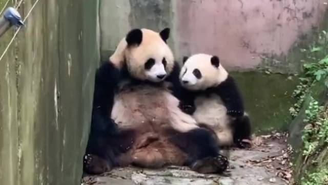 熊猫艾莉野培归来成和叶干妈，带亲崽逗娃守护干崽