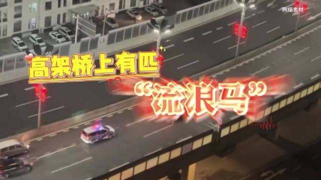 乌鲁木齐民警高架桥上演牧马人，安全送归脱缰马匹