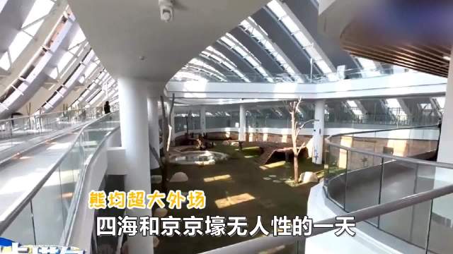大熊猫四海：每天都要从5百平米的床上醒来，面对60多个饲养员