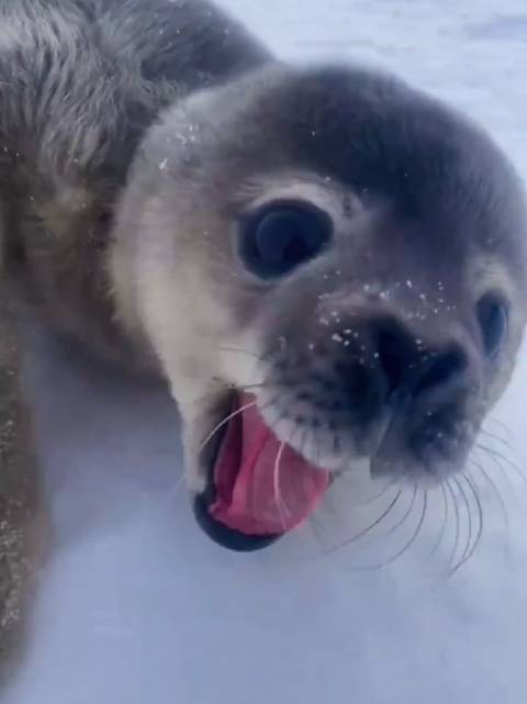听听海豹宝宝的叫声……年纪小小居然有点烟嗓！