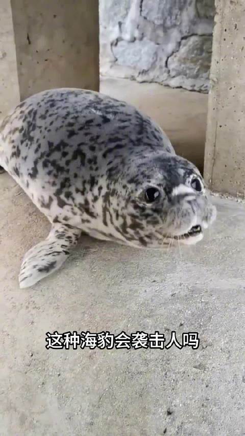 哪种海豹会主动袭击人？ 带你认识11种海豹