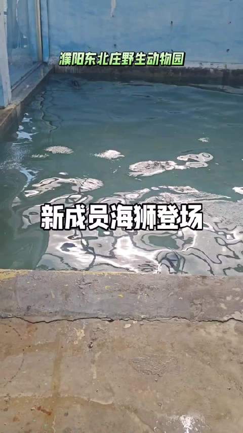 海狮宝宝已经登场喽