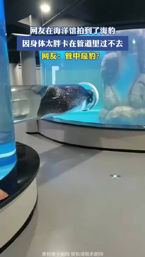 网友在海洋馆拍到了海豹，因身体太胖卡在管道里过不去