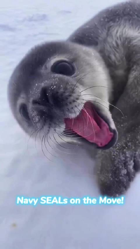 海豹先生正在给自己做沙浴