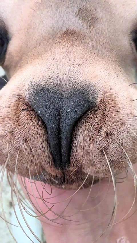 今日素颜出镜的海狮宝宝，依旧是一段rap