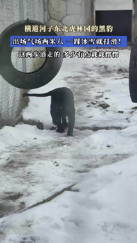 横道河子东北虎林园黑豹雪地行走踉跄