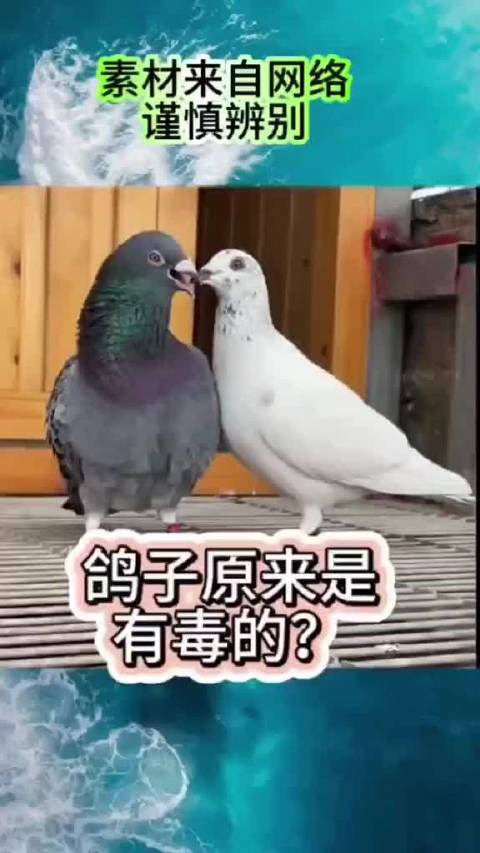 鸽子携带病菌具攻击性，专家提醒保持安全距离