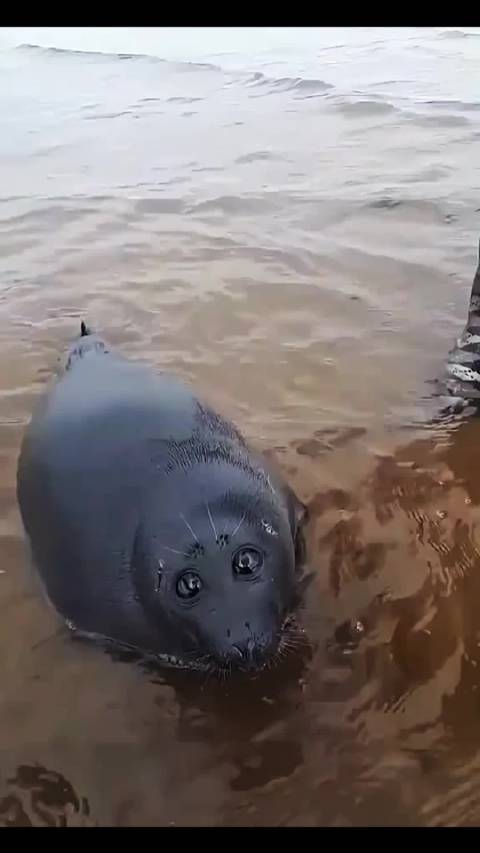 科普12种海豹，哪种最可爱？哪种海豹会主动袭击人类？