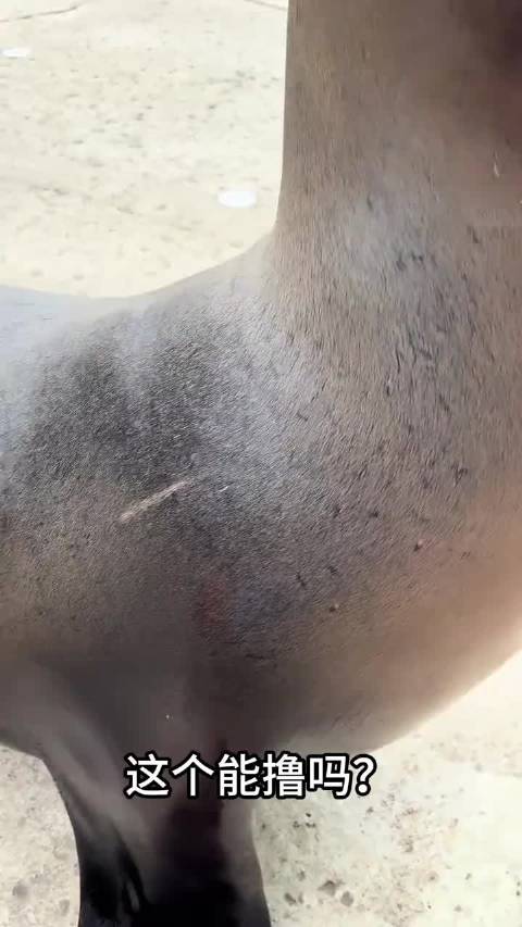 这些可爱的动物你最想撸哪个？ ‖动物 ‖保护动物 ‖海狮