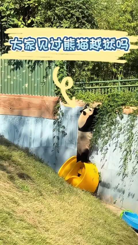 济南动物园熊猫雅吉的“越狱”日常