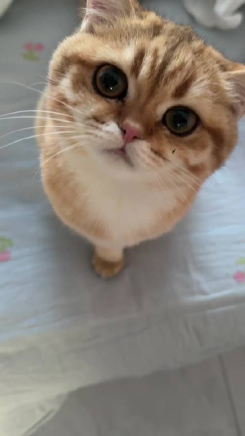 你逃我追 你插翅难飞 每日的追逃游戏给小咪吓成哥斯拉了哈哈哈哈