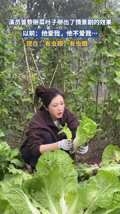 演员曾黎掰菜叶子掰出了情景剧的效果，这生活太安逸了