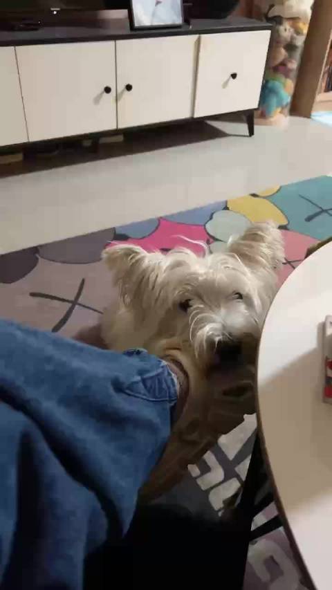 马可宝宝 我的小天使