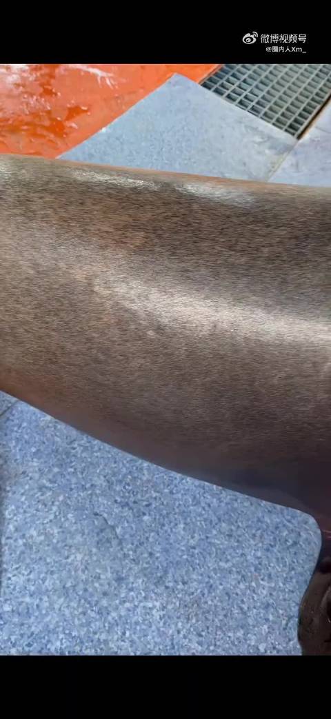 这是海狗 还是海豹 还是海狮?