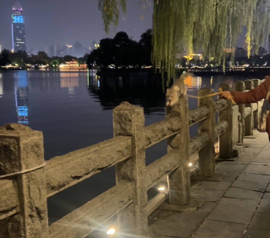 小猫“芋头”在大明湖畔连跨13根栏杆走红 “猫界刘翔”是这样练成的