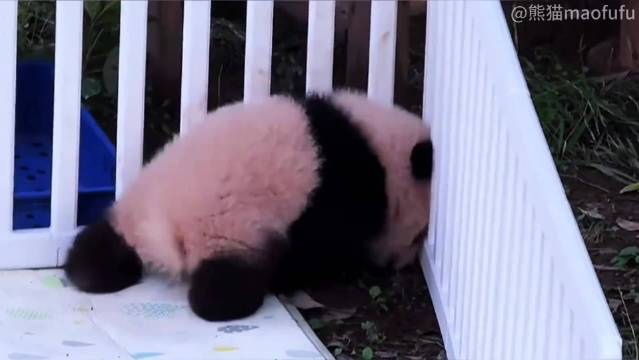 熊猫小月亮百天顶栏越狱，暴走爬行碾压同级