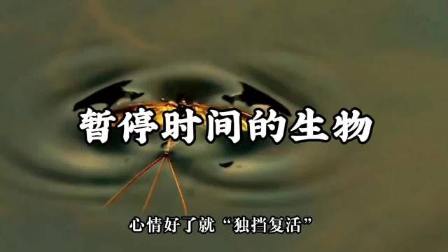 能够暂停时间的水熊虫，有多逆天？"动物世界 "涨知识