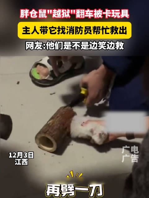 仓鼠越狱被卡玩具，消防员救援成功
