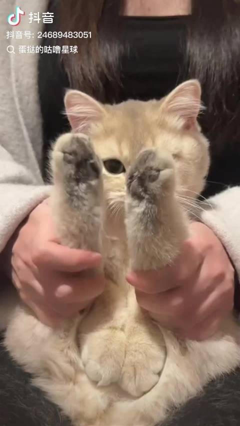 让陈奕恒拍这个cha！