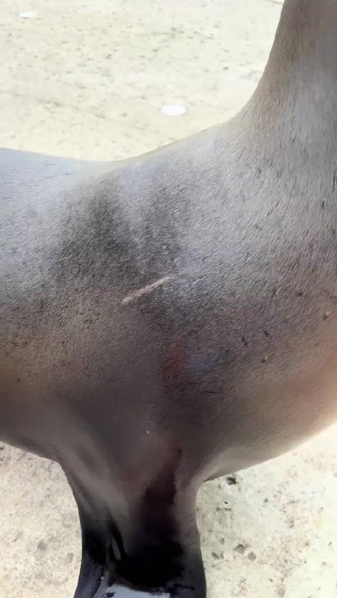 原来海狮的叫声这么抽搐