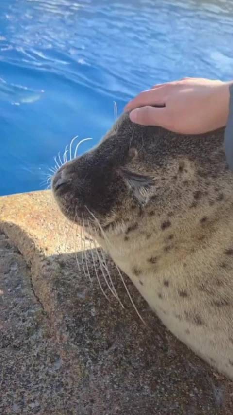 这…这豹头看着很好撸啊！