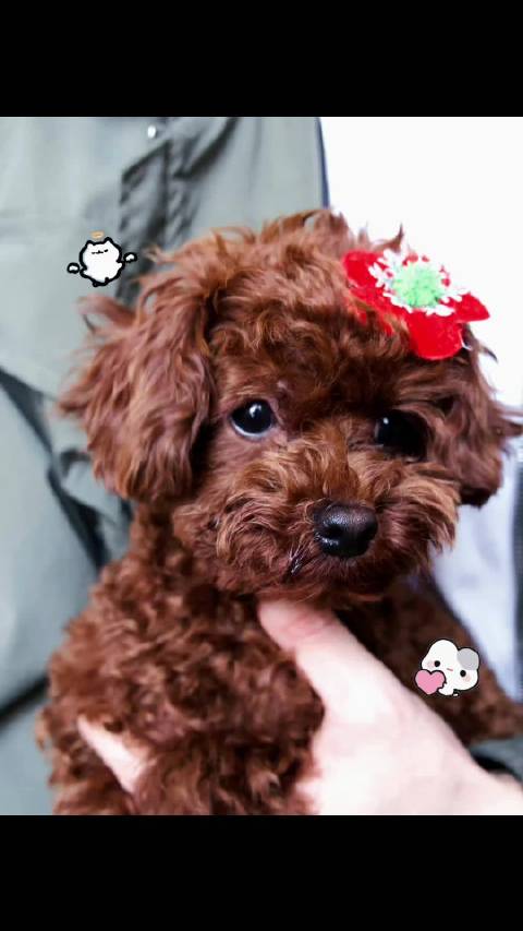 小乐乐李沛恩江衡