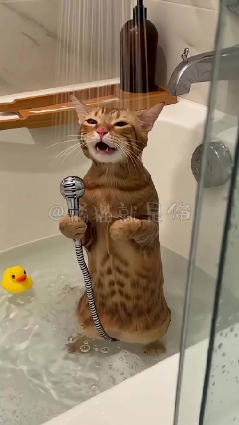 橘猫浴室开演唱会紧握花洒飙高音