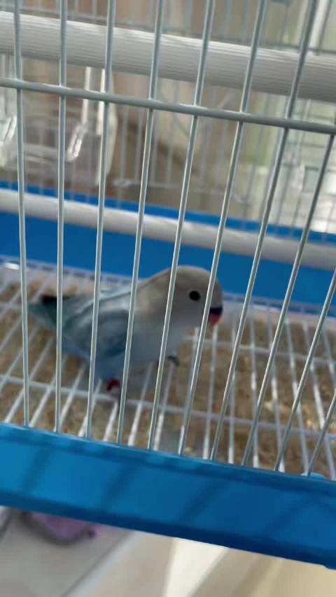 新宠，陈钰琪同款鹦鹉入手