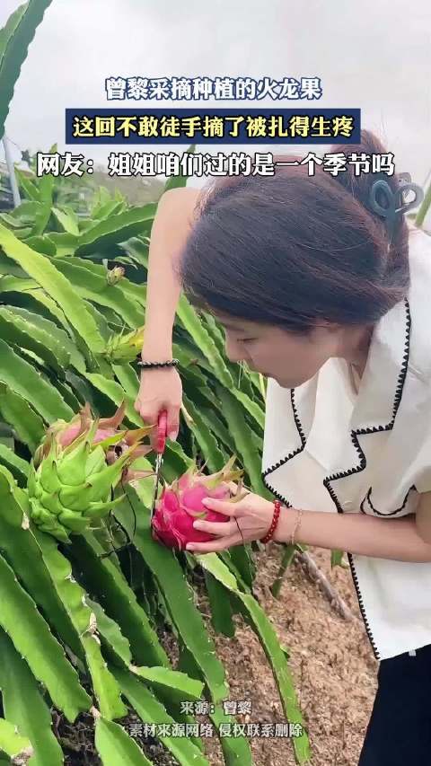 曾黎采摘种植的火龙果，这回不敢徒手摘了被扎得生疼
